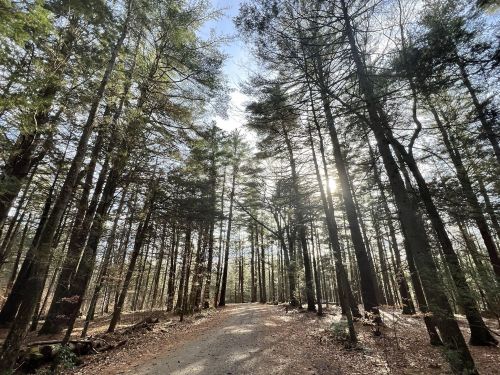 A serene forest path lined with tall trees, sunlight filtering through the branches on a clear day.