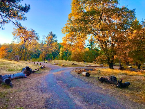 A winding path through a vibrant autumn landscape with colorful trees and scattered logs.