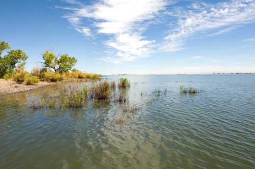 A serene lake scene with gentle waves, green vegetation, and a clear blue sky dotted with clouds.