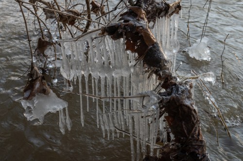 Icicles hang from a branch over water, with leaves and ice fragments visible in the scene.
