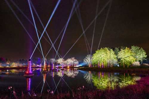 Colorful beams of light illuminate trees and a pond at night, creating a vibrant reflection on the water's surface.