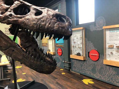 A large dinosaur skull on display in a museum, with informational panels in the background.