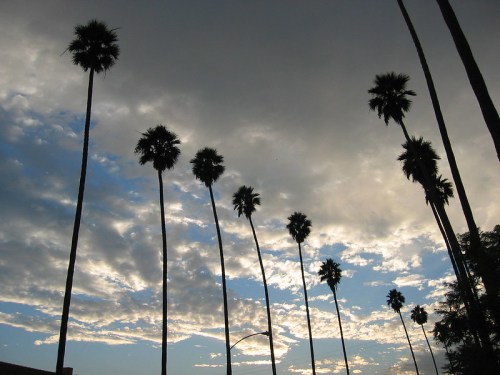 Silhouetted palm trees against a cloudy sky at dusk, with hints of blue peeking through the clouds.