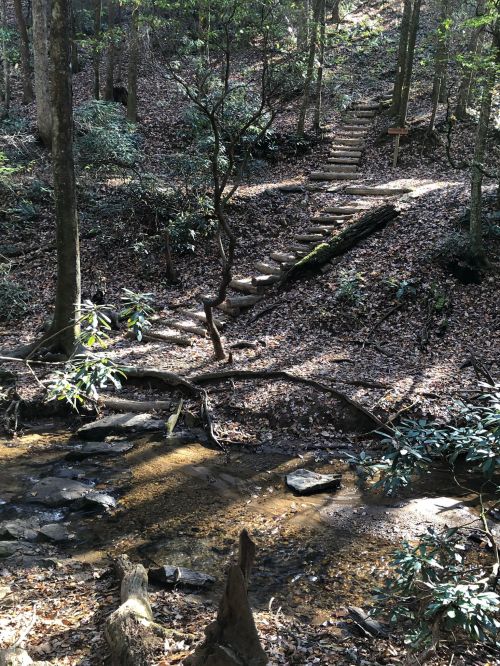A serene forest scene with a stream, stone steps leading up a hillside, and lush greenery surrounding the area.