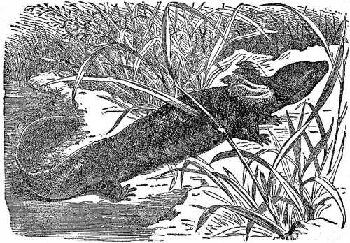 An illustration of a large salamander emerging from water, surrounded by tall grass.