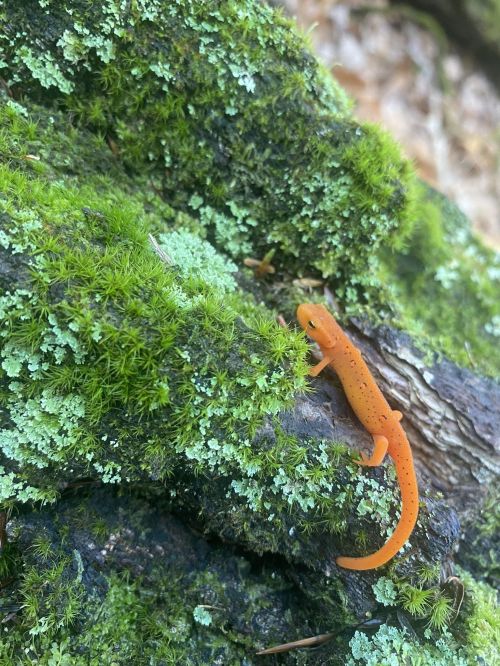 An orange salamander on a moss-covered log in a natural setting.