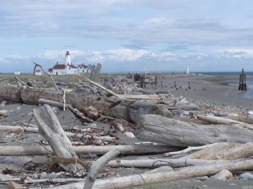 A coastal scene with driftwood on the shore, a lighthouse in the background, and cloudy skies above.