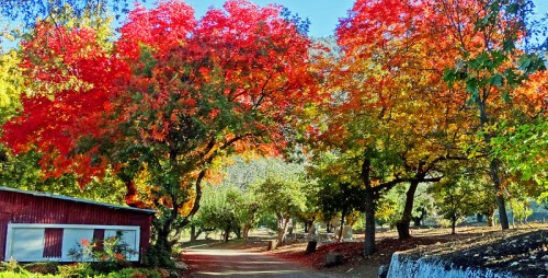 A scenic path lined with vibrant red and orange trees, leading to a rustic red building in a tranquil park setting.