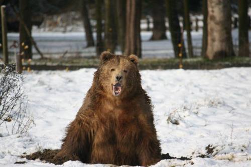 A large bear sitting in the snow, with its mouth open, surrounded by a winter landscape.