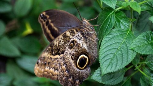 A close-up of a brown butterfly with eye-like patterns resting on a green leaf.