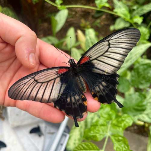 A person gently holds a large butterfly with black and white wings, featuring red accents, against a green background.