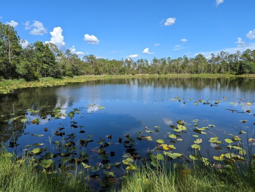 A serene lake surrounded by lush greenery and lily pads, under a bright blue sky with fluffy clouds.