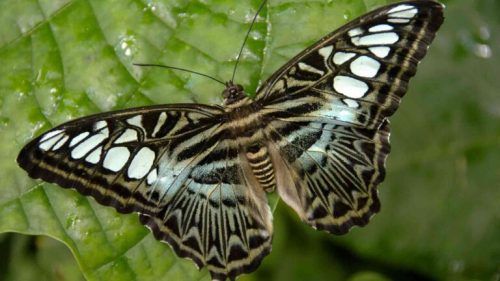A close-up of a butterfly with black and turquoise wings resting on a green leaf.