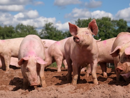 A group of pink pigs standing in a muddy area under a blue sky with fluffy clouds.