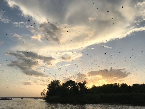 A sunset over a river with a flock of birds flying in the sky, surrounded by trees and clouds.