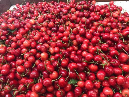 A close-up of a large pile of bright red cherries with green stems and leaves.
