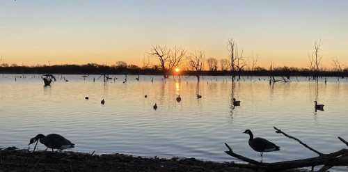 A serene sunset over a calm lake, with silhouetted trees and ducks swimming in the water.
