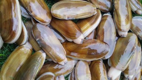 A close-up of numerous shiny, brown and cream-colored clams arranged on green grass.