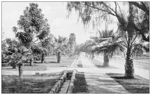 A black and white photo of a tree-lined pathway with palm trees and grassy areas on either side.