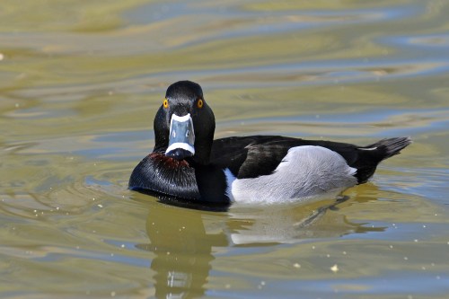 A male duck with a black head and white body swimming in calm water, displaying bright yellow eyes.