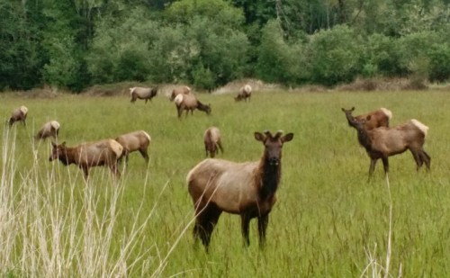 A herd of elk grazing in a lush green field surrounded by trees.