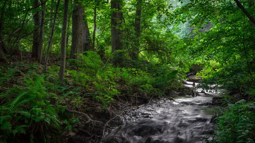 A serene forest scene with a flowing stream surrounded by lush green trees and ferns.