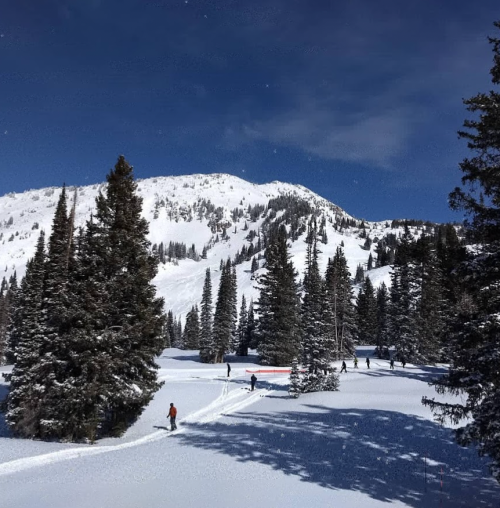 A snowy landscape with tall pine trees and people skiing in the distance under a clear blue sky.