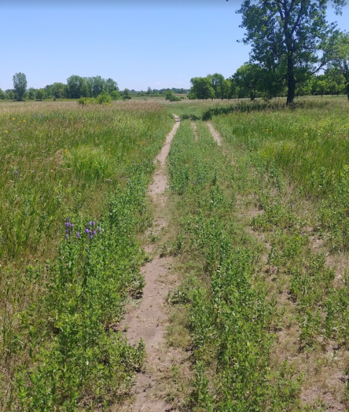 A dirt path winds through a grassy field, bordered by wildflowers and trees under a clear blue sky.