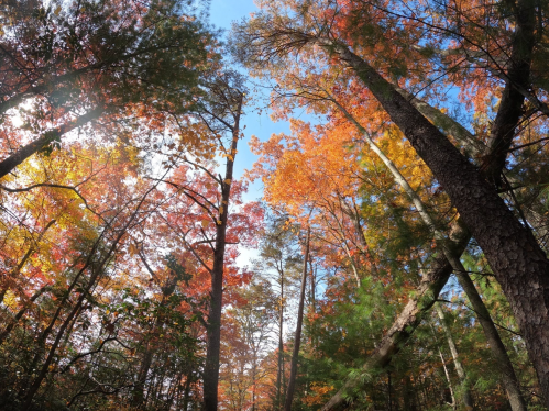 A vibrant forest in autumn, showcasing colorful leaves in shades of orange, red, and yellow against a clear blue sky.