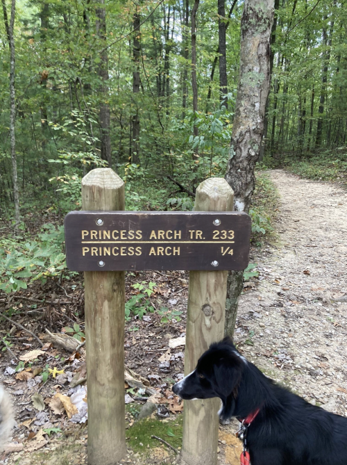 A wooden trail sign for Princess Arch Trail 233, with a dog nearby in a lush green forest setting.