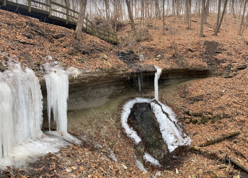 A winter scene featuring icicles hanging from a rocky ledge, surrounded by brown leaves and a small stream.