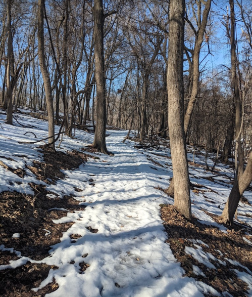 A snowy path winding through a forest with bare trees under a clear blue sky.