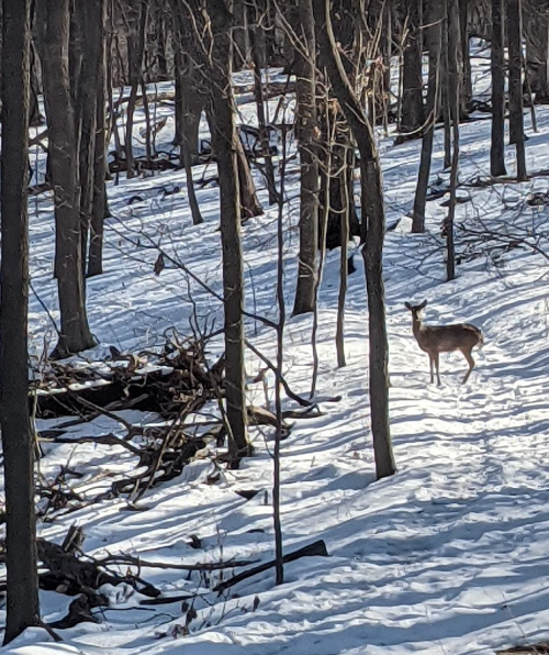 A deer stands in a snowy forest, surrounded by bare trees and sunlight filtering through the branches.