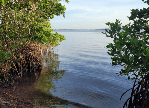 Serene view of calm water surrounded by lush mangroves and greenery under a clear sky.