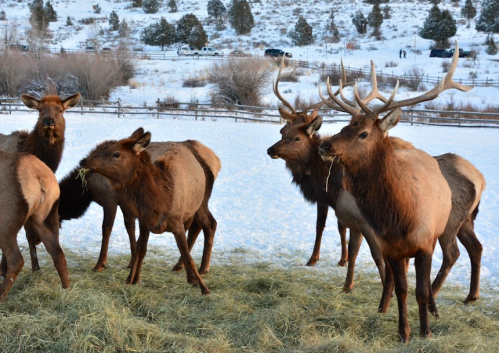 A group of elk grazing on grass in a snowy landscape, with trees and a distant fence in the background.