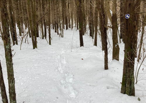 A snowy forest path winding through trees, with faint footprints leading into the distance.