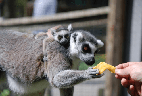 A lemur reaches for a snack while a baby lemur clings to its back.