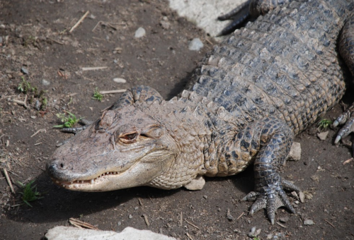 A close-up of a crocodile resting on the ground, showcasing its textured skin and sharp features.