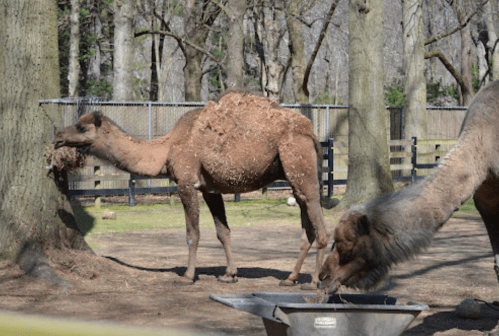 Two camels in a fenced area, one eating from a trough and the other grazing near a tree.