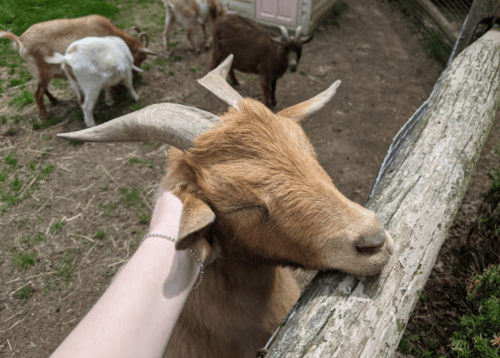 A close-up of a goat being petted, with other goats in the background near a wooden fence.