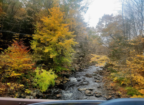A serene stream flows through a forest with vibrant autumn foliage in shades of yellow, orange, and green.