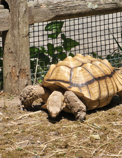 A tortoise resting on the ground near a wooden fence, surrounded by grass and plants.