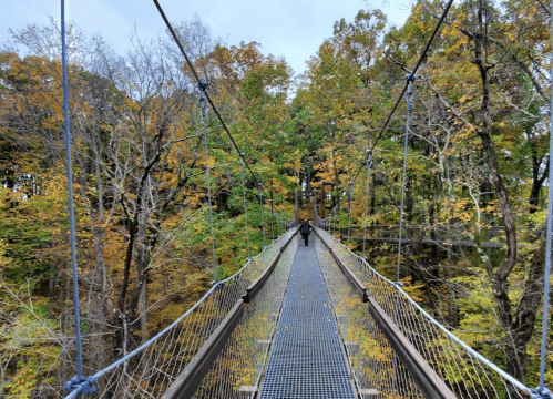 A person walks on a suspension bridge surrounded by vibrant autumn foliage.