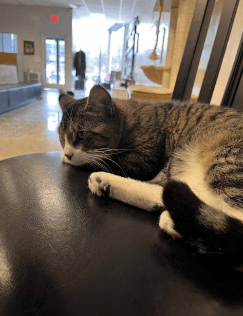 A relaxed tabby cat lying on a chair, gazing thoughtfully in a bright, modern space.