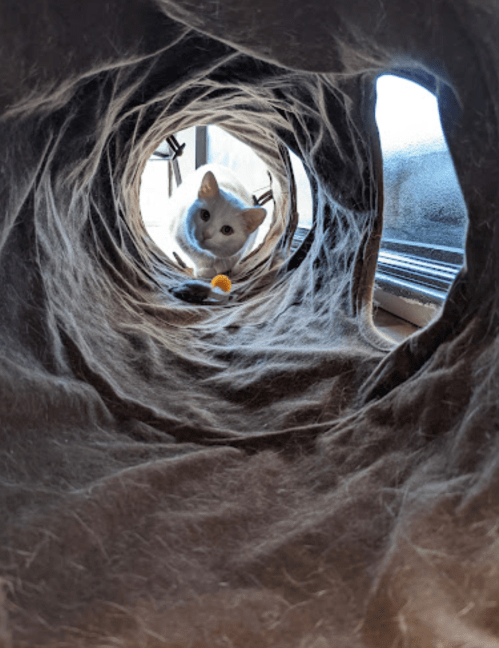 A curious white cat peeks through a tunnel covered in soft fur, with a bright window in the background.