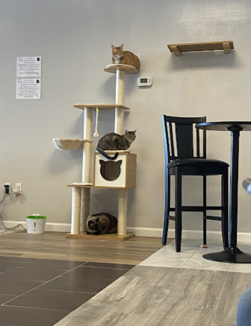 Three cats are perched on a multi-level cat tree in a cozy café setting, with a table and chair nearby.