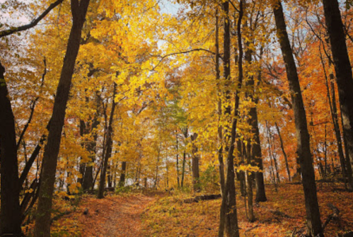 A serene forest path surrounded by vibrant autumn foliage in shades of orange and yellow.