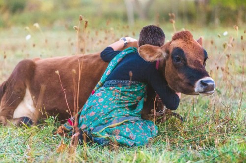 A child in a colorful sari hugs a brown cow while sitting in a grassy field.
