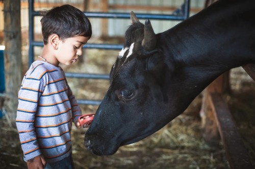 A young boy interacts with a black and white cow in a barn, both curiously observing each other.