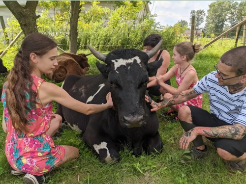 A group of people gently petting a black and white cow in a grassy area, surrounded by trees and other cows.